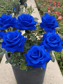 Rosa Encantada Azul💙